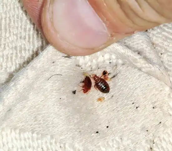 pest control United States